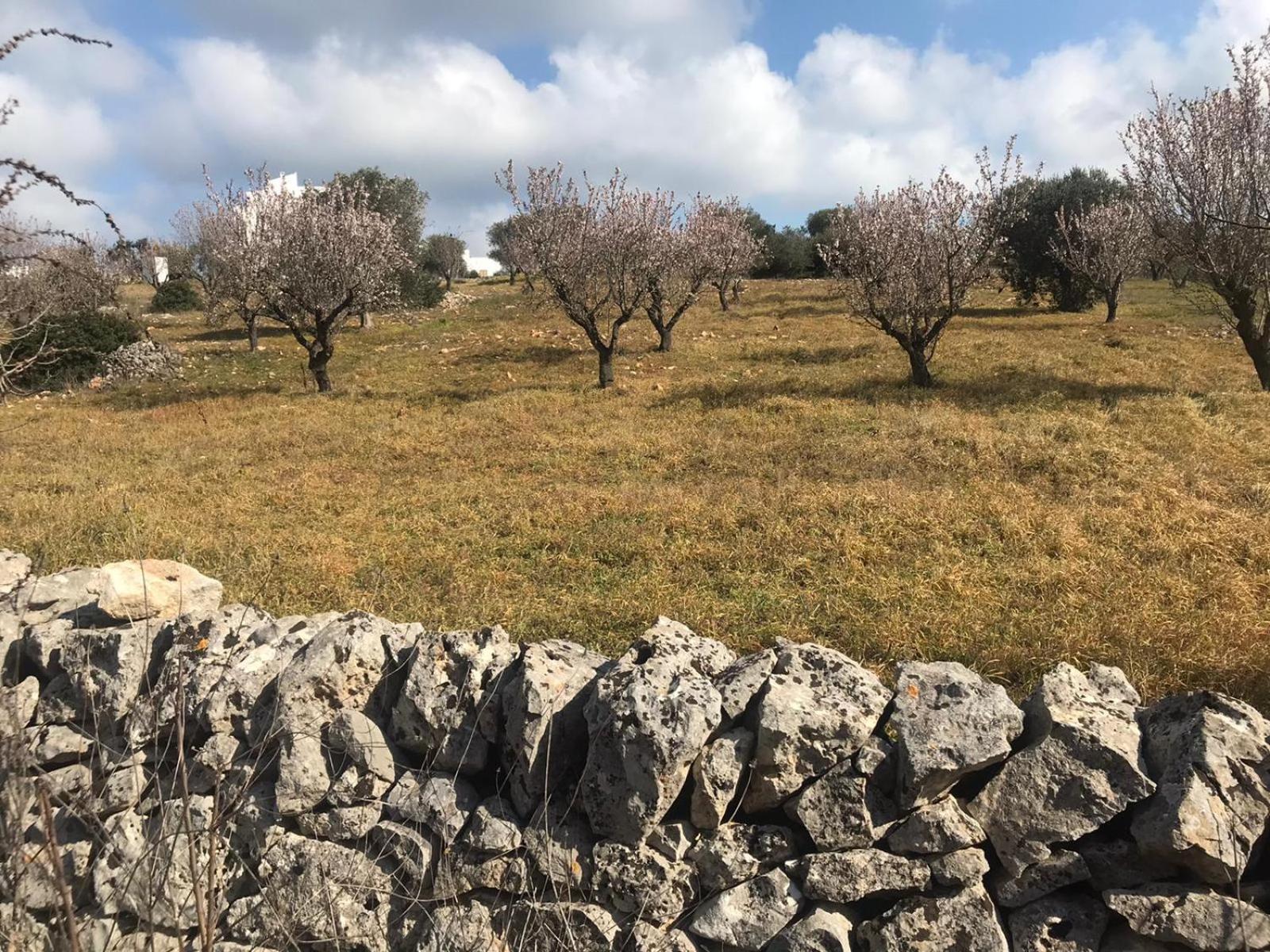 Piccolo Trullo Ostunese Le Jardin De Sophie' Остуни Экстерьер фото